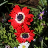 Anemone coronaria 'The Governor' Photo: Nijssen